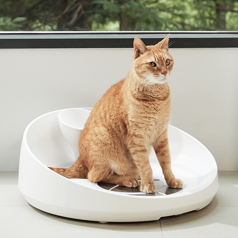 INPET 🐈 - Eat Smart. Track Health. 😻 Prevent Problems..